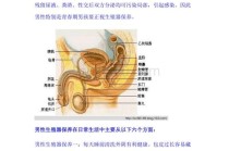 男性疾病常识 - 男性疾病科普