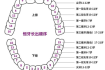 幼儿换牙小常识（幼儿换牙顺序图）