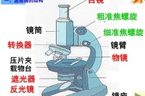 显微镜使用常识，显微镜使用常识有哪些