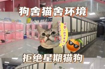 长沙猫咪怎么出行（长沙猫可以坐公交吗）