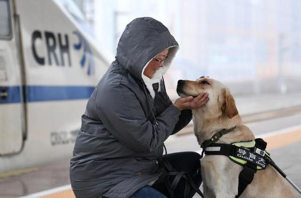 怎样带导盲犬出行，3只导盲犬训练如何带主人坐飞机  第1张