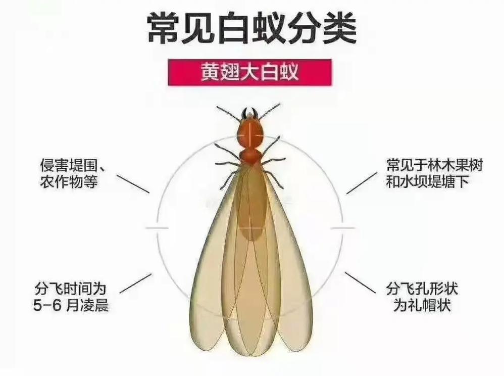 家庭白蚁防治小常识，家居白蚁如何防治  第1张