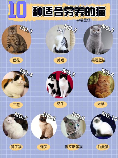 长假出行养猫大忌（养猫怎么出门旅游）  第2张