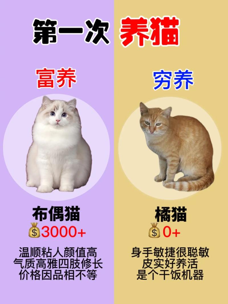 长假出行养猫大忌（养猫怎么出门旅游）  第3张