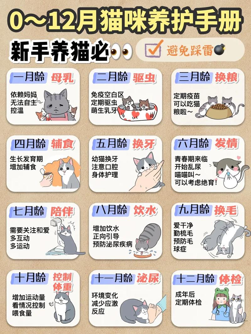 长假出行养猫大忌（养猫怎么出门旅游）  第6张