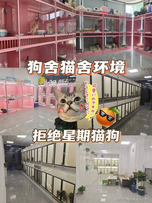 长沙猫咪怎么出行（长沙猫可以坐公交吗）  第1张