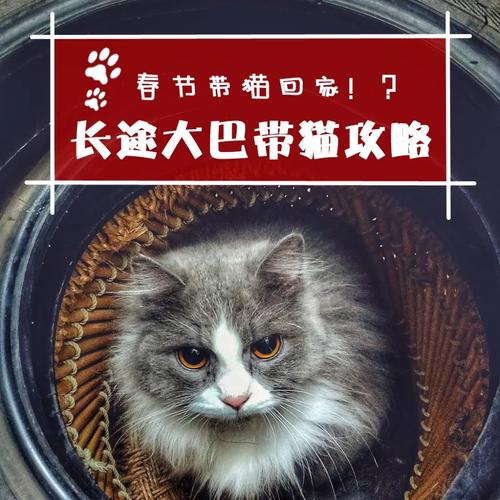 长沙猫咪怎么出行（长沙猫可以坐公交吗）  第6张