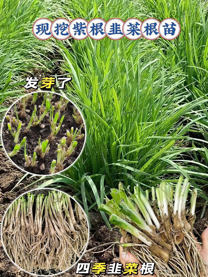 蔬菜种植常识，蔬菜种植常识大全  第5张