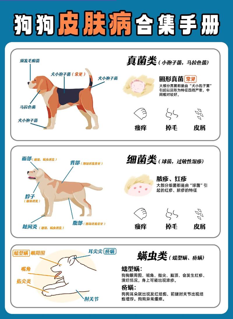 狗狗疾病基本常识，狗狗疾病基本常识有哪些  第2张