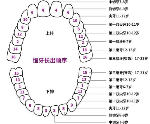 幼儿换牙小常识（幼儿换牙顺序图）  第1张