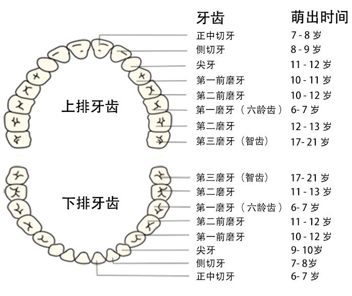 幼儿换牙小常识（幼儿换牙顺序图）  第2张