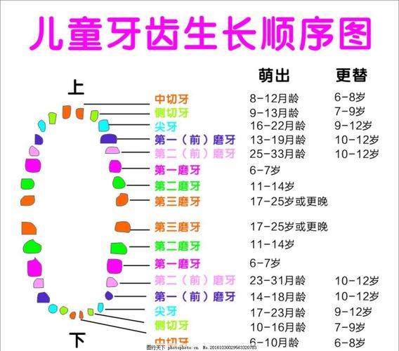 幼儿换牙小常识（幼儿换牙顺序图）  第3张