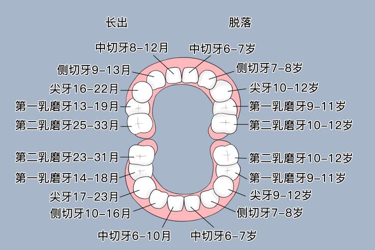 幼儿换牙小常识（幼儿换牙顺序图）  第5张