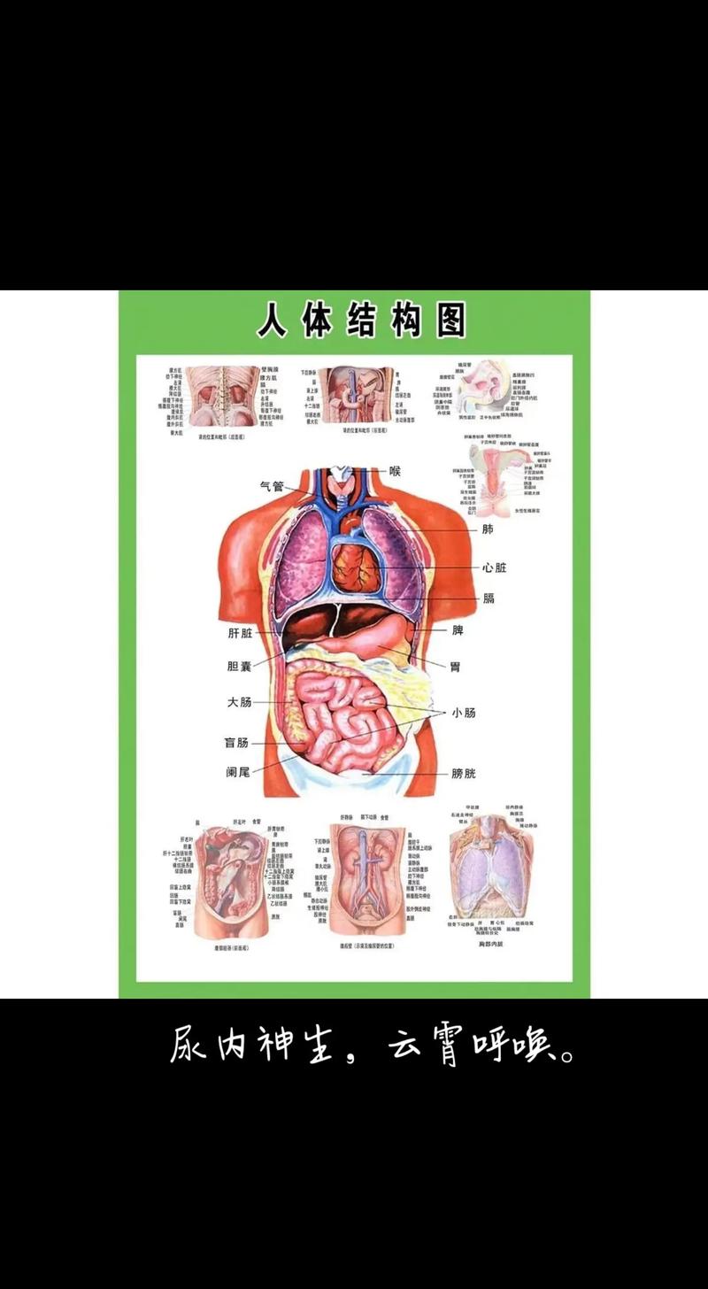 人体基本常识 - 人体基础学知识点  第3张