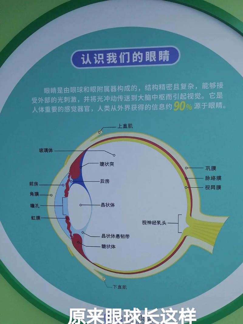 爱护眼睛小常识（爱护眼睛小常识图片）  第5张