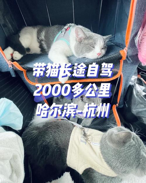 长途出行怎样带猫狗出行（长途如何带宠物）  第1张