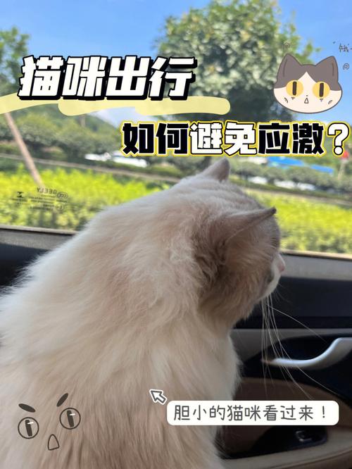 长途出行怎样带猫狗出行（长途如何带宠物）  第6张