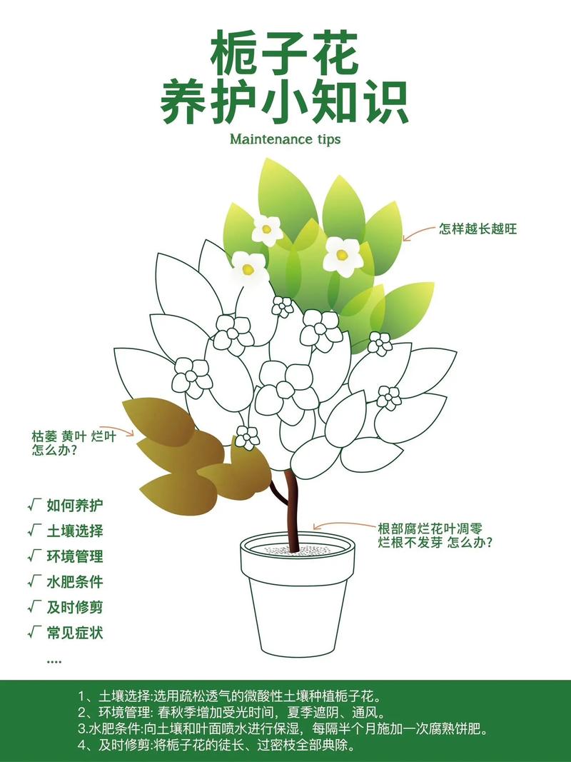 植物养护常识 - 植物养护常识有哪些内容  第1张