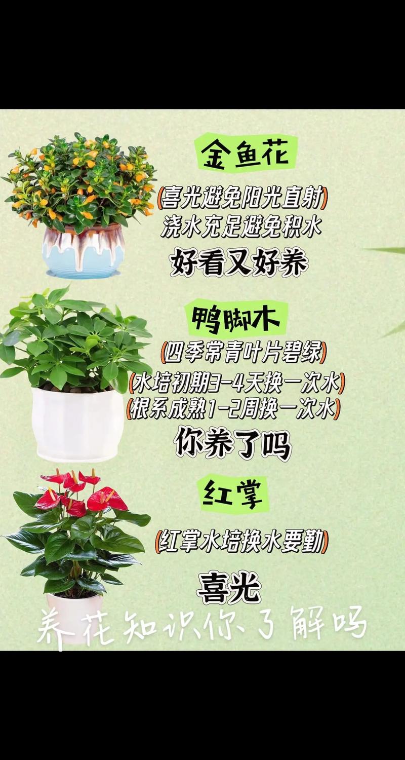 植物养护常识 - 植物养护常识有哪些内容  第2张