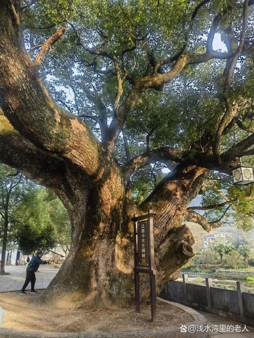 樟树旅行出行方式，樟树旅游专线公交车时间表  第7张