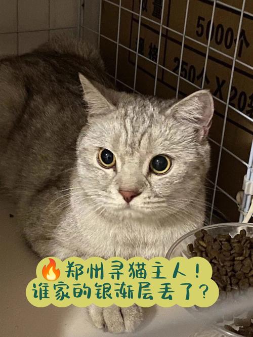 长途自驾出行猫咪 - 长途自驾带猫需要注意什么  第4张