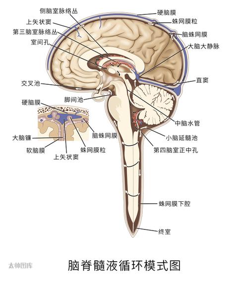 双侧侧脑室的常识讲述 - 双侧侧脑室多少值多少正常  第3张