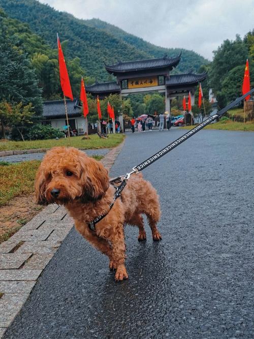 浙江自驾带狗出行（浙江自驾带狗出行怎么收费）  第1张