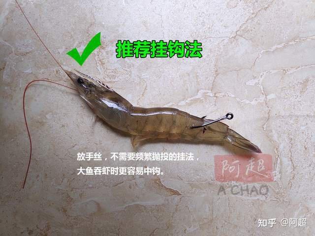 海钓鲈鱼常识和技巧（海钓鲈鱼常识和技巧视频）  第2张