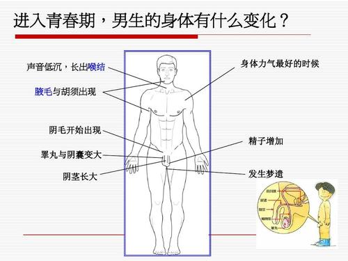 男人生理常识，男生生理知识科普  第4张